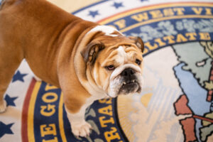 Justice launches Babydog Round 3, for ages 5-18; prizes include educational savings funds